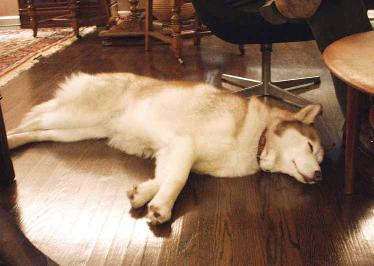 Sleeping Dog